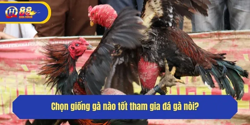 Chọn giống gà nào tốt tham gia đá gà nòi?