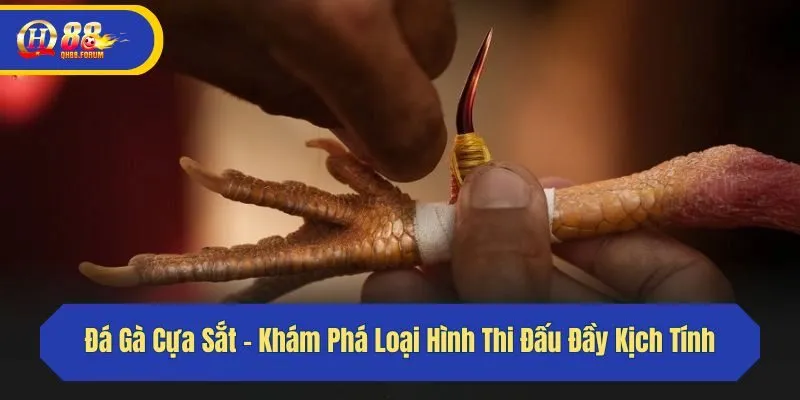 Đá Gà Cựa Sắt - Khám Phá Loại Hình Thi Đấu Đầy Kịch Tính