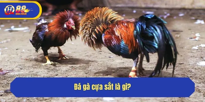 Đá gà cựa sắt là gì?