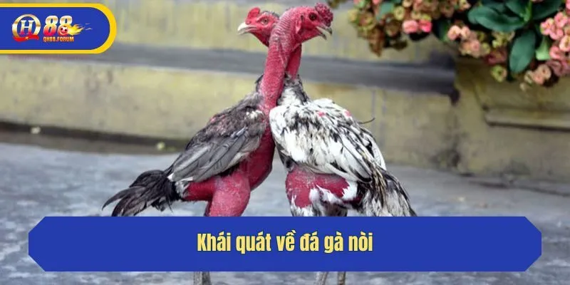 Khái quát về gà nòi